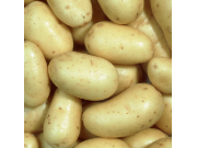 Charlotte Seed Potatoes (Second Early - 1kg)